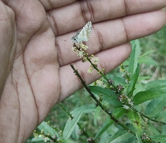 Spialia galba
