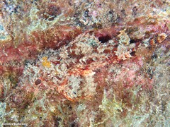 Scorpaena notata
