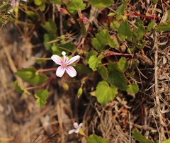 Pelargonium pseudosetulosum