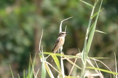 Saxicola stejnegeri