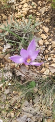 Crocus pallasii