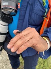 Coelocnemis dilaticollis