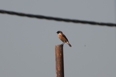 Saxicola stejnegeri