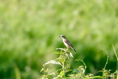 Saxicola stejnegeri