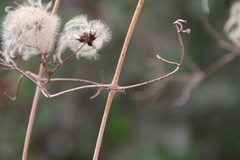 Clematis pauciflora