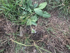 Diplotaxis erucoides