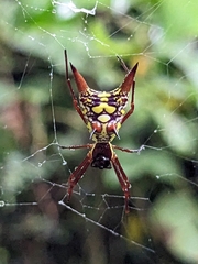 Micrathena sexspinosa