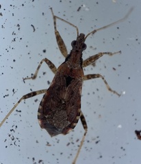 Himacerus mirmicoides