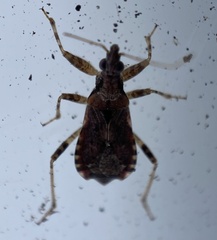 Himacerus mirmicoides