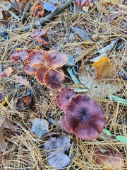 Collybiopsis villosipes
