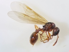 Myrmica