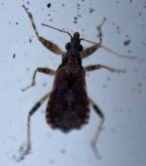 Himacerus mirmicoides