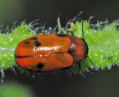 Coptocephala scopolina