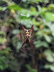 Micrathena sexspinosa