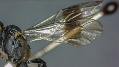 Nippocryptus vittatorius