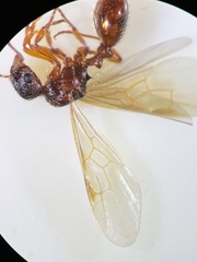 Myrmica