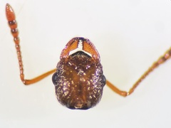 Myrmica