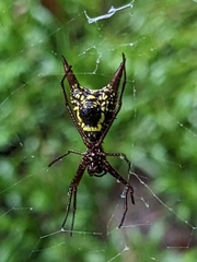 Micrathena sexspinosa