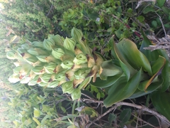 Bonatea speciosa