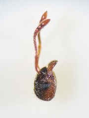 Myrmica