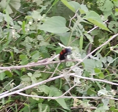 Hycleus biundulatus