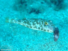 Sphoeroides marmoratus