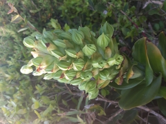 Bonatea speciosa