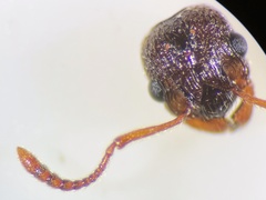 Myrmica