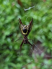 Micrathena sexspinosa
