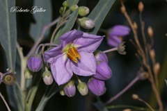 Solanum glaucophyllum