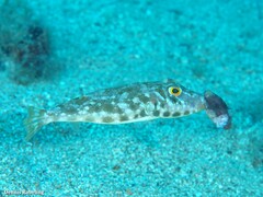 Sphoeroides marmoratus