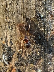 Myrmica