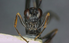 Nippocryptus vittatorius