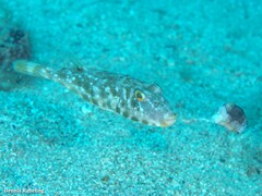 Sphoeroides marmoratus