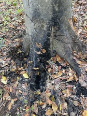 Aphidomorpha