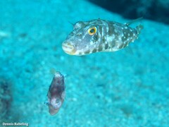 Sphoeroides marmoratus