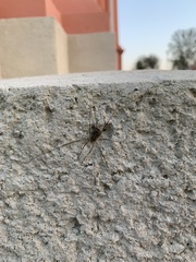 Lacinius dentiger