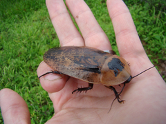 Archimandrita tessellata
