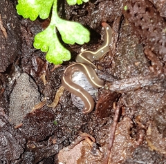 Caenoplana