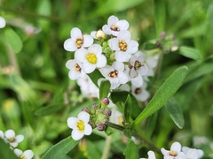 Lobularia maritima maritima