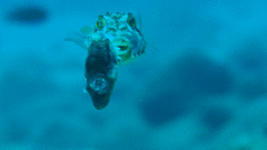 Canthigaster capistrata