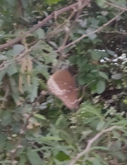 Euploea core