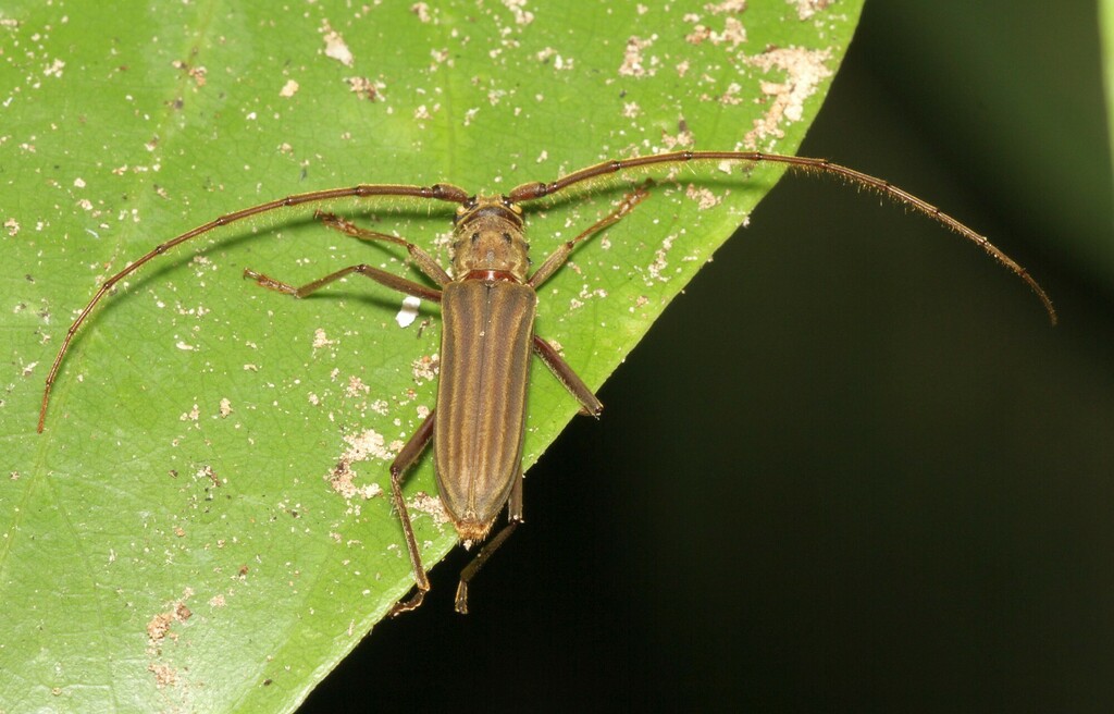 Pantomallus costipennis