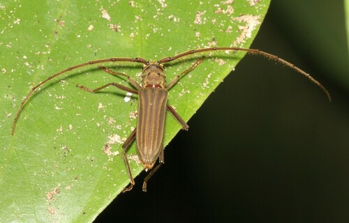 Pantomallus costipennis