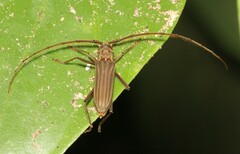 Pantomallus costipennis