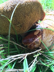 Suillus collinitus