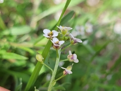 Lobularia maritima maritima
