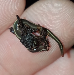 Caenoplana