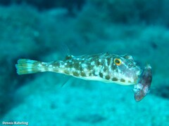 Canthigaster capistrata