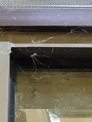 Crossopriza lyoni